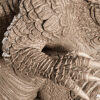 Godzilla – Personnage Film.